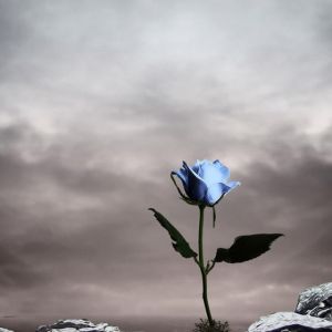 Rosa Blu nella Natura