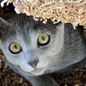 Gatto Grigio Carino