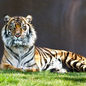 Maestoso Tigre nella Natura