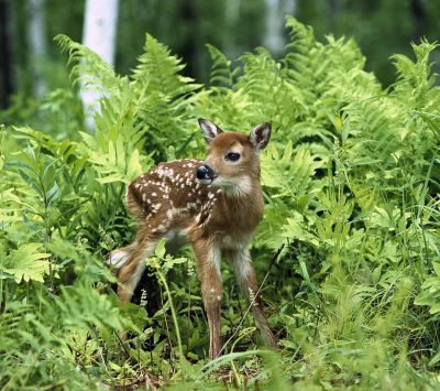 Cervo Cucciolo tra Felci Verdi