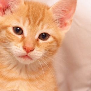Carinissimo Gattino Arancione
