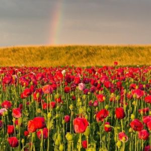 Campo di Papaveri Vivaci con Arcobaleno