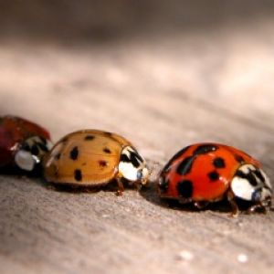 Coccinelle Colorate su Legno