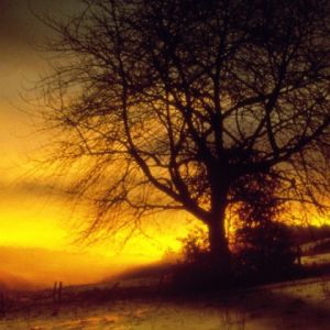 Silhouette di un albero al tramonto