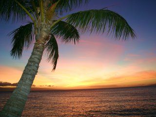 Tramonto Tropicale con Palma