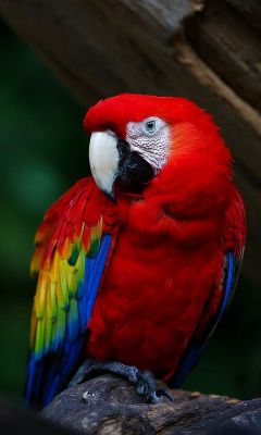 Colorato Scarlet Macaw - wallpaper preview