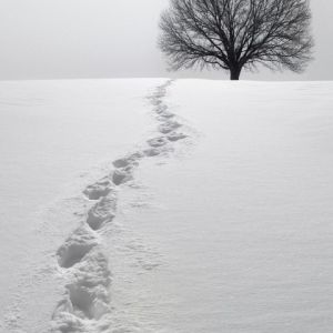 Paesaggio innevato con albero