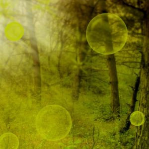 Foresta Mistica con Orbi Luminosi