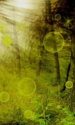 Foresta Mistica con Orbi Luminosi