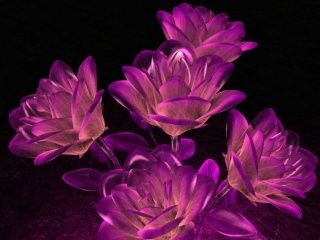 Fiori di Loto Viola Vivaci - wallpaper preview