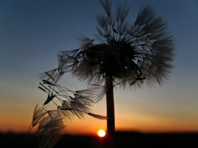 Dente di leone al tramonto - wallpaper preview