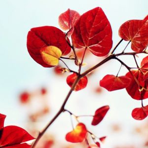 Foglie Rosse Vivaci