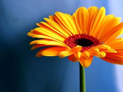 Fiore Giallo Vivace - wallpaper preview