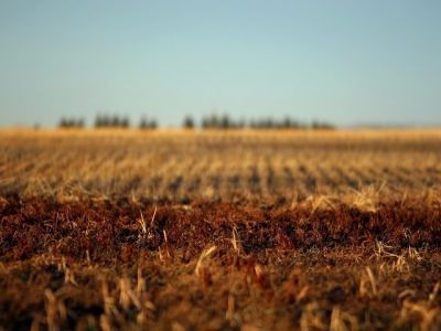 Paesaggio di Campo Dorato - wallpaper preview