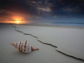 Conchiglia sulla Spiaggia al Tramonto - wallpaper preview
