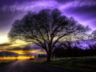Albero Maestoso al Tramonto - wallpaper preview