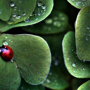 Coccinella su Foglie Verdi