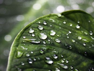 Foglia Verde Fresca con Gocce d'Acqua - wallpaper preview