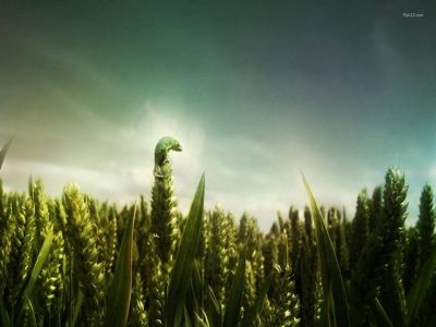 Campo di grano con bruchino