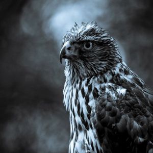Falco Maestoso in Bianco e Nero