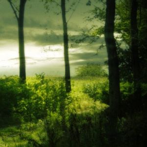 Paesaggio Forestale Serene