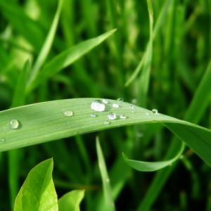 Erba Verde Fresca con Gocce di Rugiada