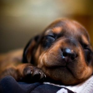 Sfondo Cucciolo Dormiente