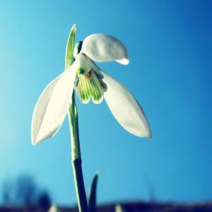 Fiore di Bucaneve in Fiore