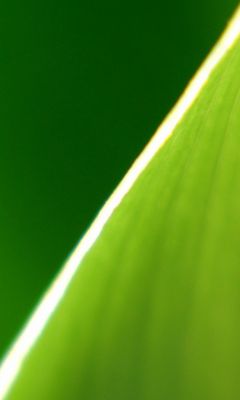 Primo piano di una foglia verde - wallpaper preview