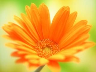 Fiore Arancione Vivace - wallpaper preview
