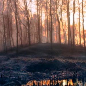 Alba Nebbiosa nel Bosco