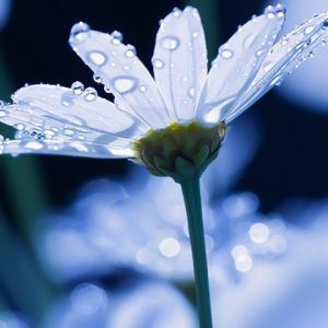 Bellissimo Fiore con Gocce di Rugiada