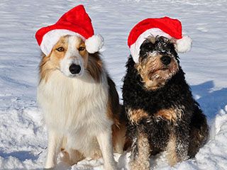 Cani con cappelli di Babbo Natale - wallpaper preview