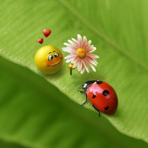 Coccinella e Faccia Sorridente