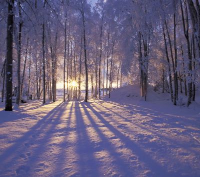Tramonto in Foresta Invernale