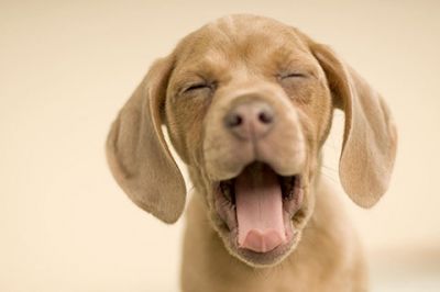 Cucciolo Che Sbadiglia - wallpaper preview