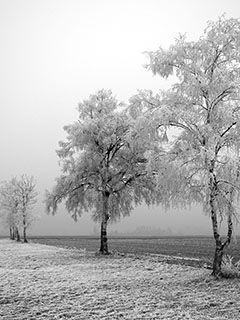 Paesaggio invernale gelido - wallpaper preview
