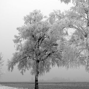 Albero Invernale Ghiacciato