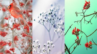 Cardinale Rosso e Bellezza Floreale - wallpaper preview