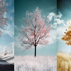 Paesaggio di Alberi Stagionali
