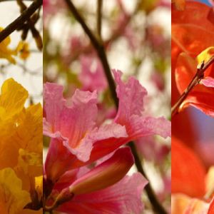 Primi Piani di Fiori Colorati