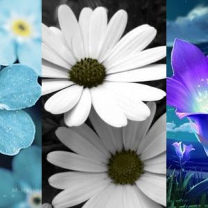 Bellissimi Design Florali