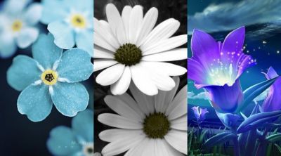 Bellissimi Design Florali - wallpaper preview