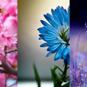 Bella Collezione di Fiori