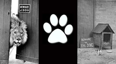 Attenzione al cane con leone - wallpaper preview