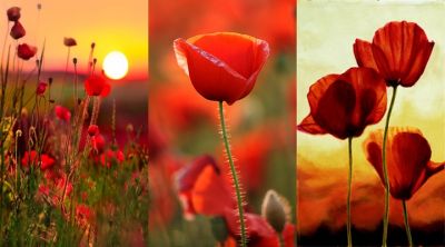 Papaveri Vivaci al Tramonto - wallpaper preview