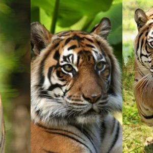 Tigri Maestosi nella Natura