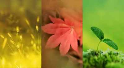 Palette Tranquilla della Natura - wallpaper preview
