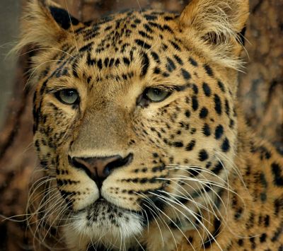 Leopardo Maestoso in Primo Piano - wallpaper preview