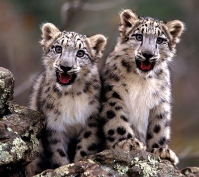 Cuccioli di Leopardo delle Nevi - wallpaper preview